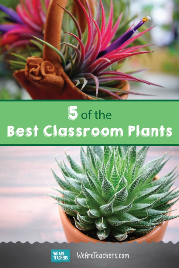 5 of the Best Plants For Your Classroom (Even if You Don't Have a Green Thumb)