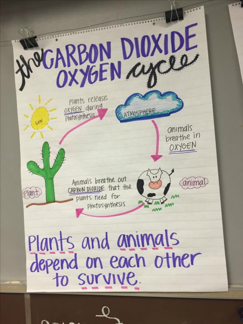 Parts Of A Plant Anchor Chart