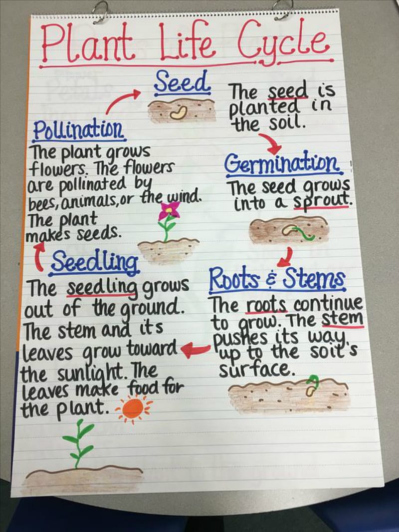 Parts Of A Plant Anchor Chart