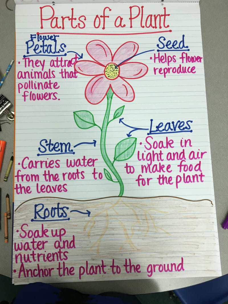 Resultado de imagen para life cycle of a plant anchor chart