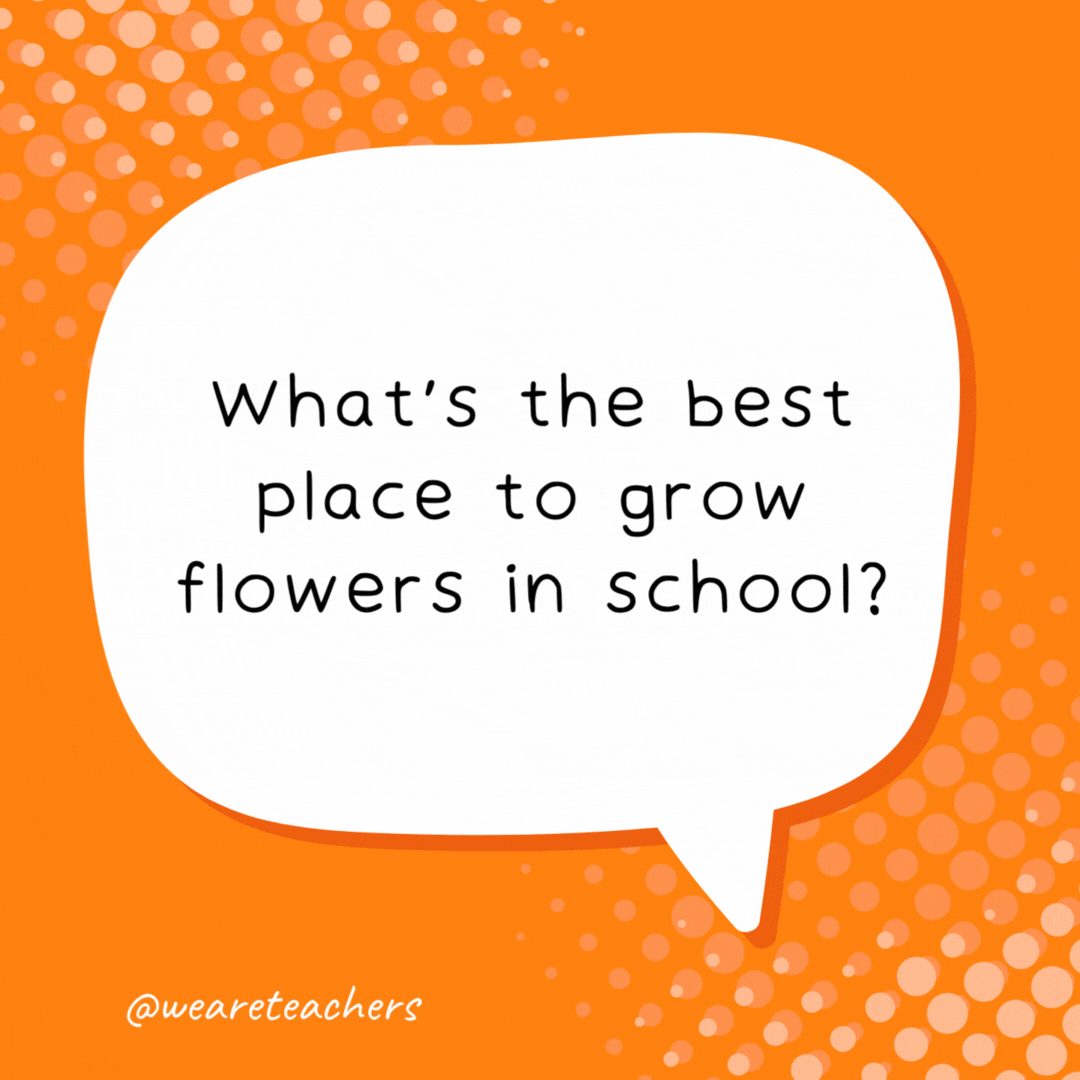 What's the best place to grow flowers in school? In kindergarden.