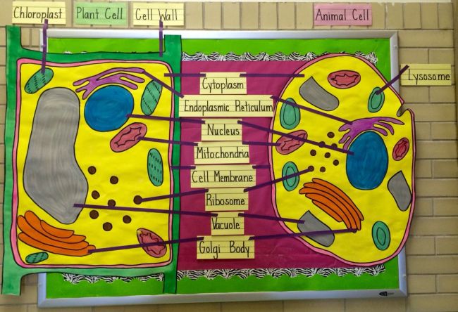 20 of the Best Science Bulletin Boards and Classroom Decor Ideas