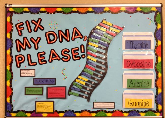 Science Bulletin Boards DNA Pinterest