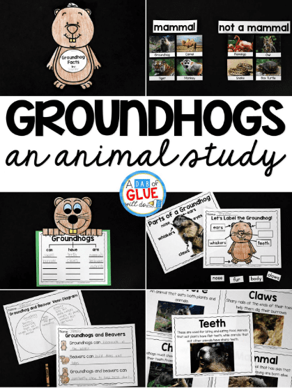 poster of a groundhog animal study