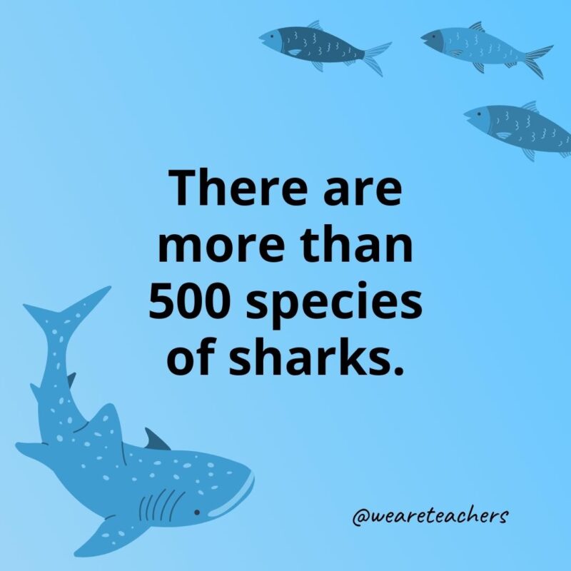 There are more than 500 species of sharks.