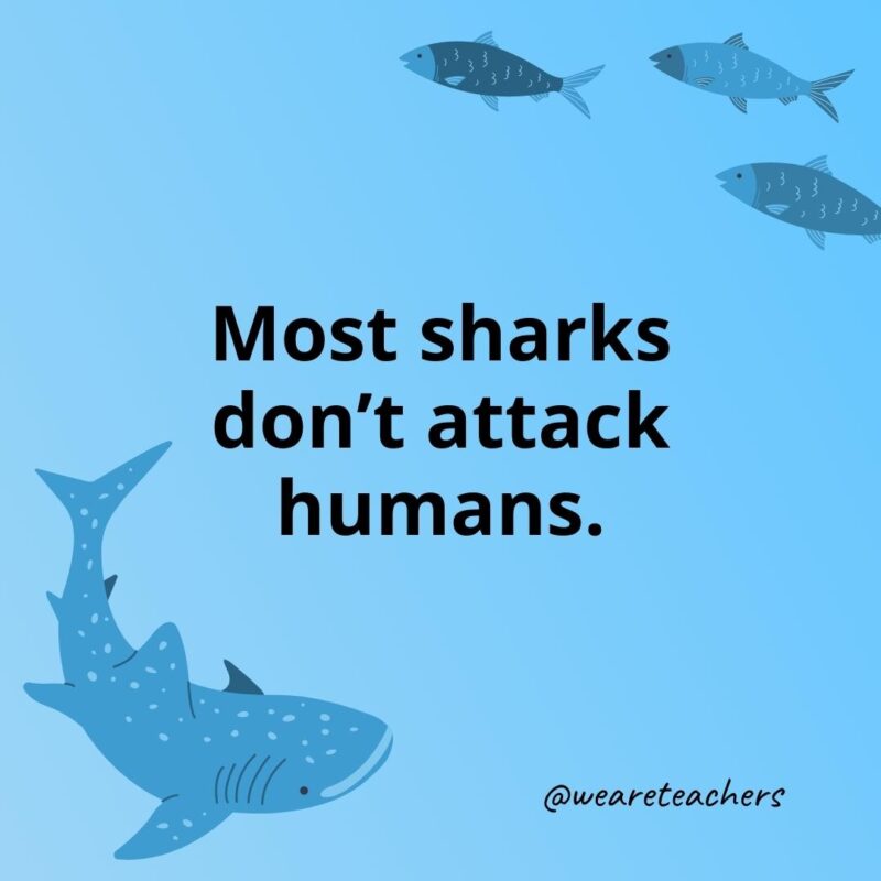 Most sharks don’t attack humans.
