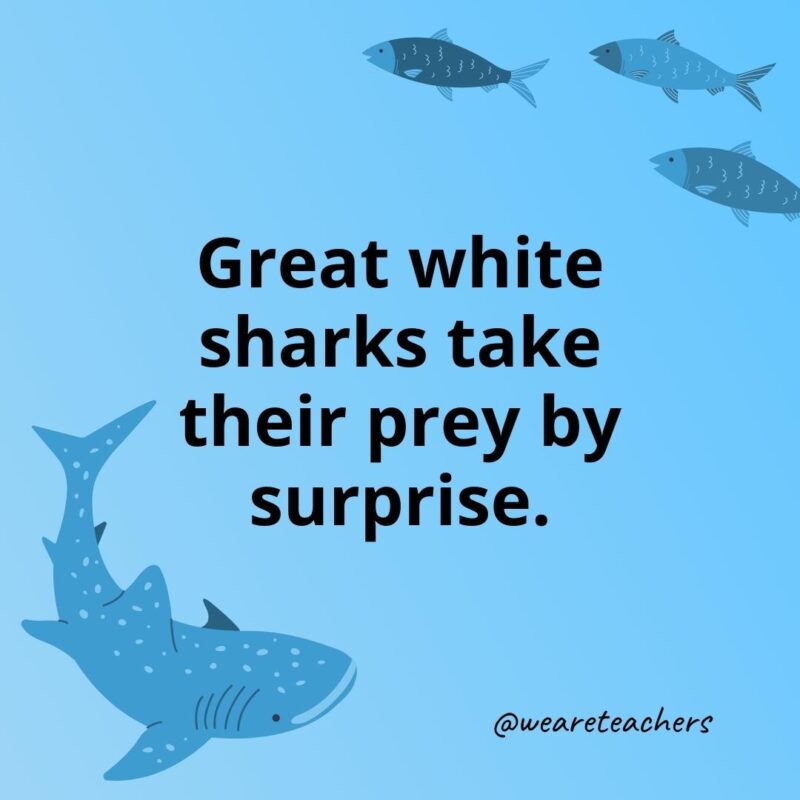 Great white sharks take their prey by surprise.