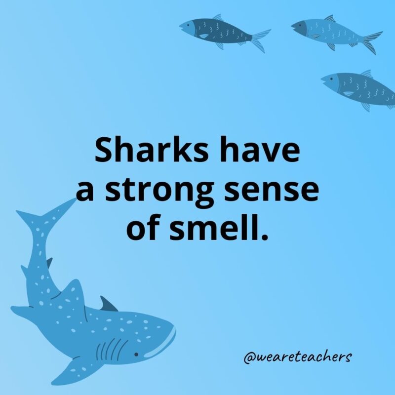 Sharks have a strong sense of smell.