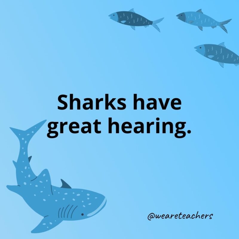 Sharks have great hearing.