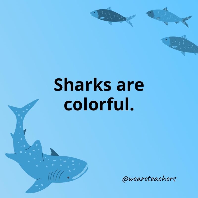 Sharks are colorful.