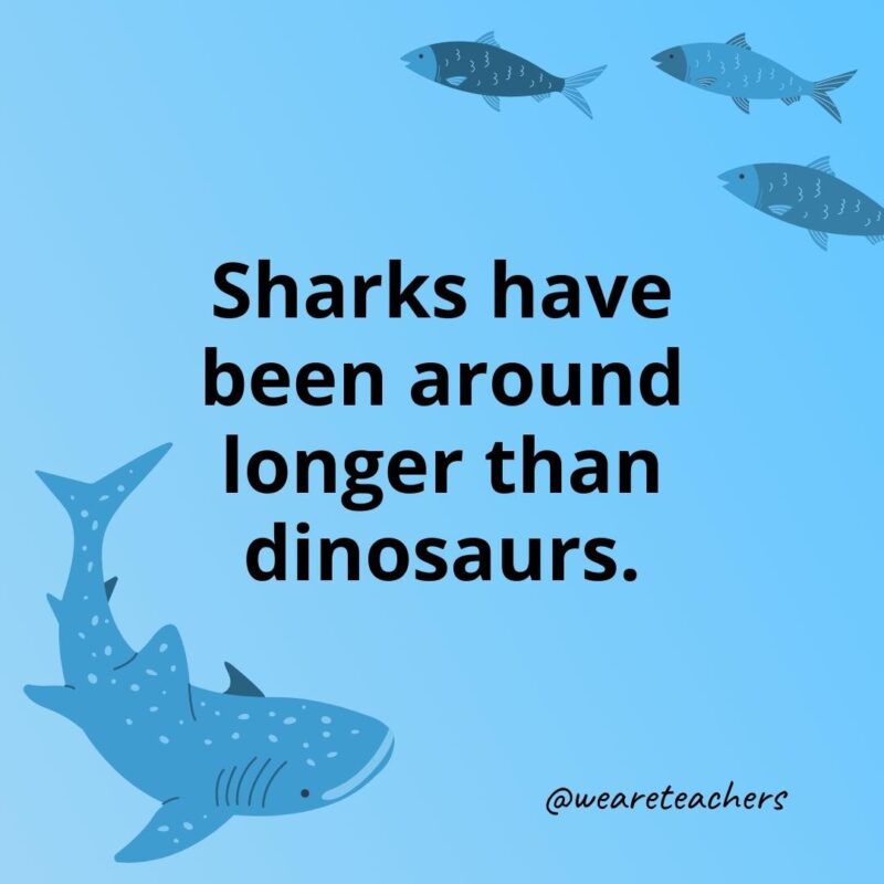 Sharks have been around longer than dinosaurs.