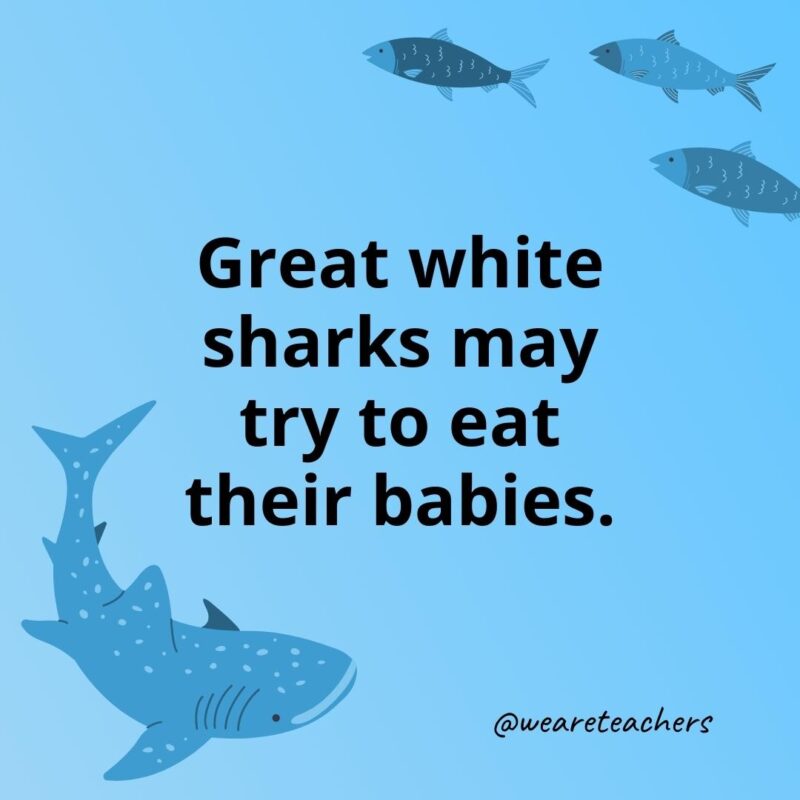 Great white sharks may try to eat their babies.