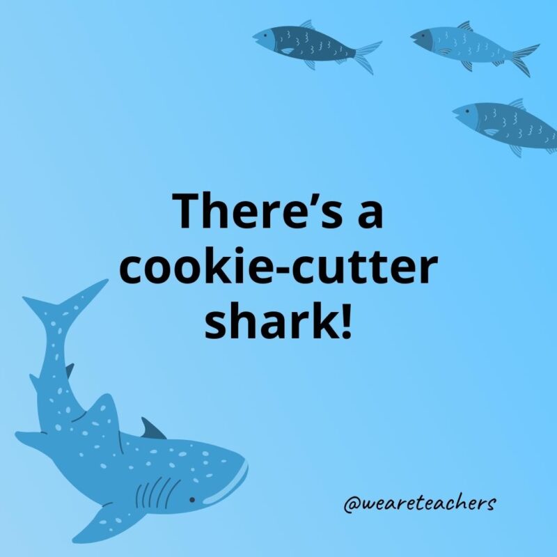 There’s a cookie-cutter shark!