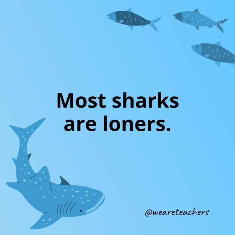 Most sharks are loners.