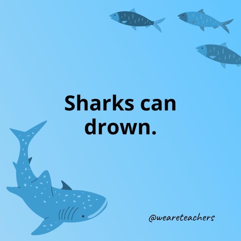 Sharks can drown.