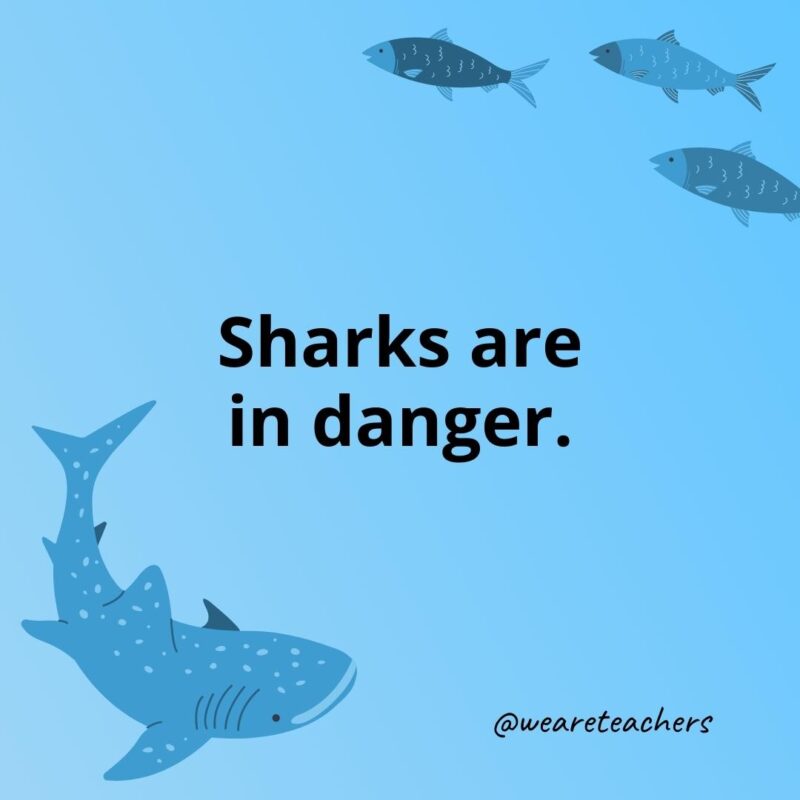 Sharks are in danger.