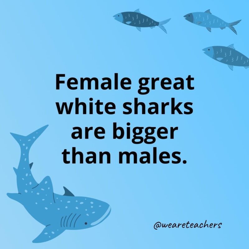Female great white sharks are bigger than males.