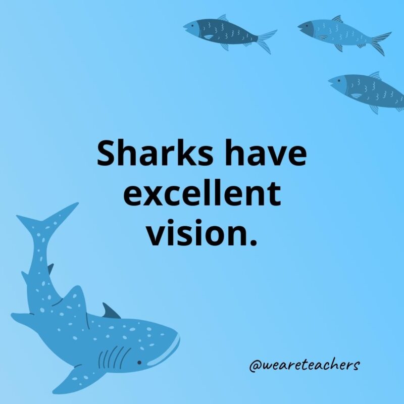 Sharks have excellent vision.