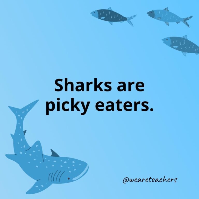 Facts About Sharks for Kids That Will Fascinate Your Students