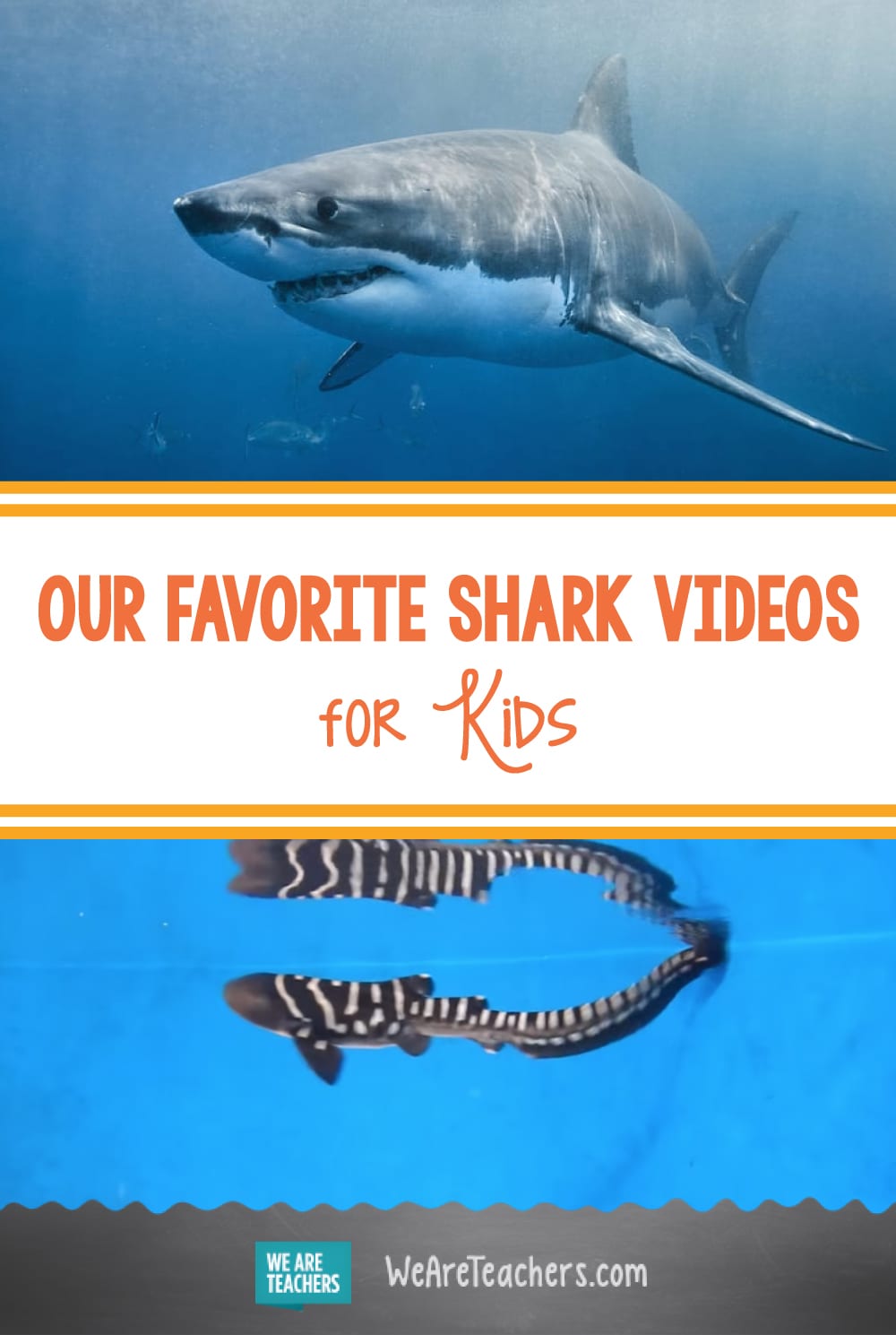 Check Out Our Favorite Educational Shark Videos for Kids