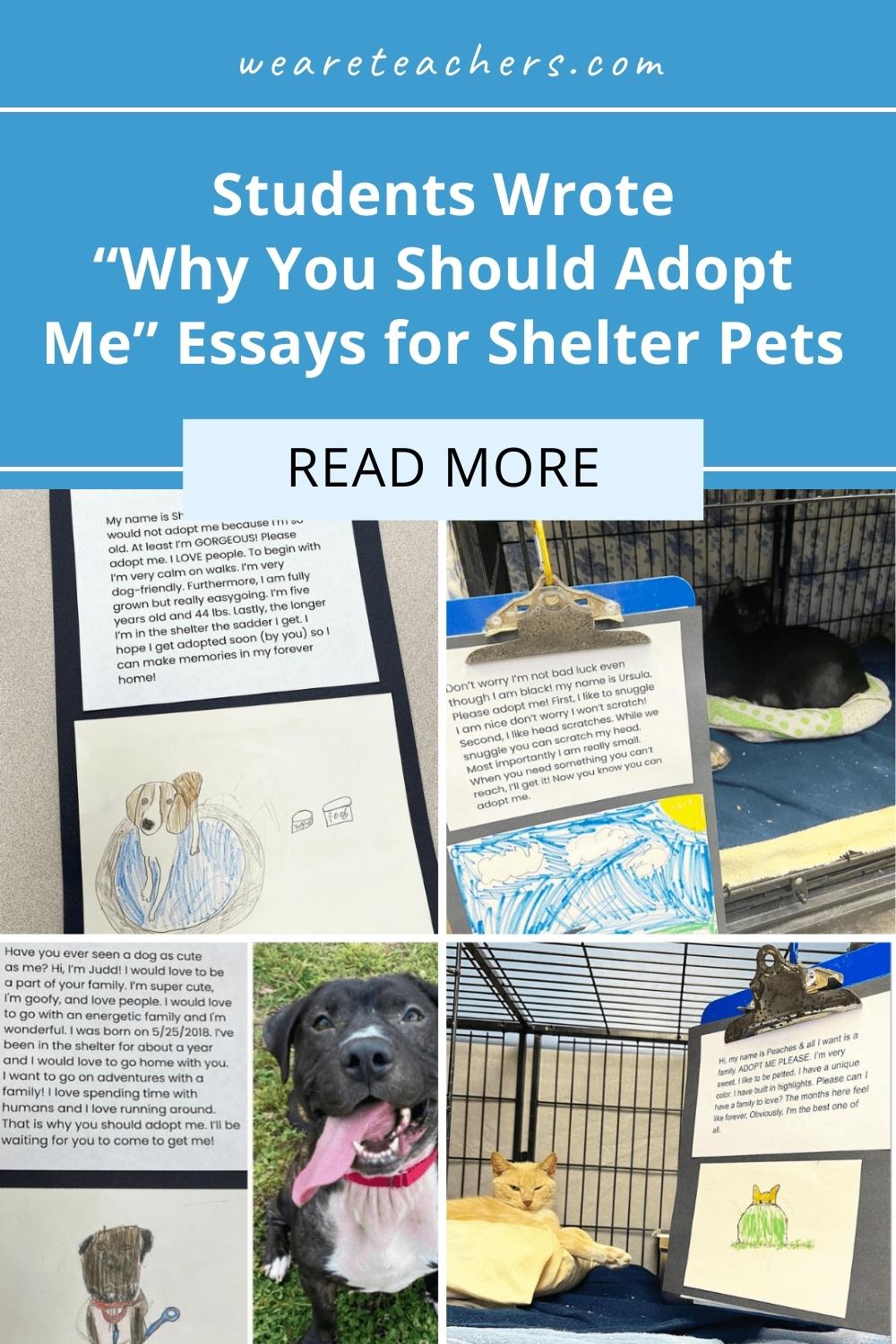 animal shelter persuasive essay