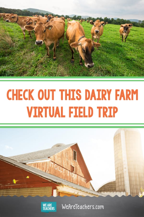 field trip to a dairy farm