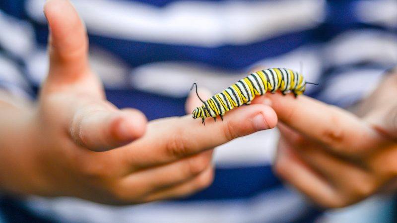 Student holding caterpillar for show and tell