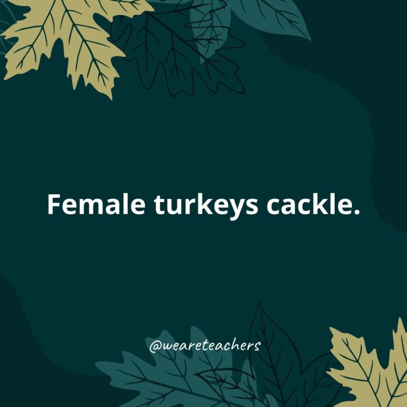 Female turkeys cackle.- Thanksgiving facts