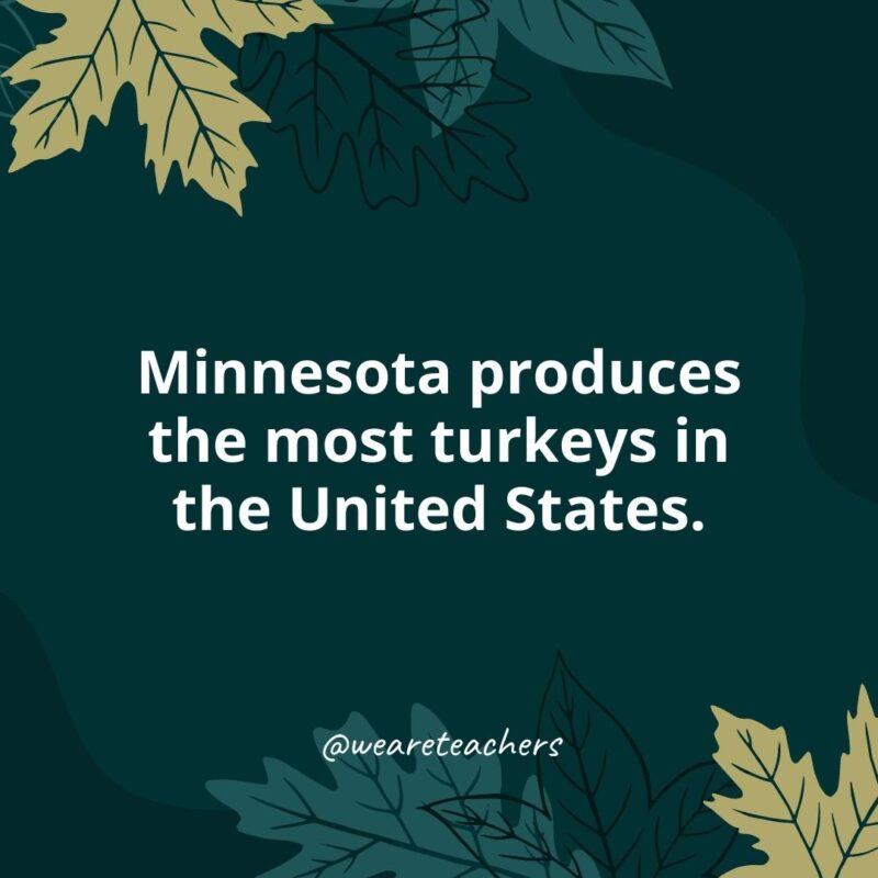 Minnesota produce la mayor cantidad de pavos en los Estados Unidos.