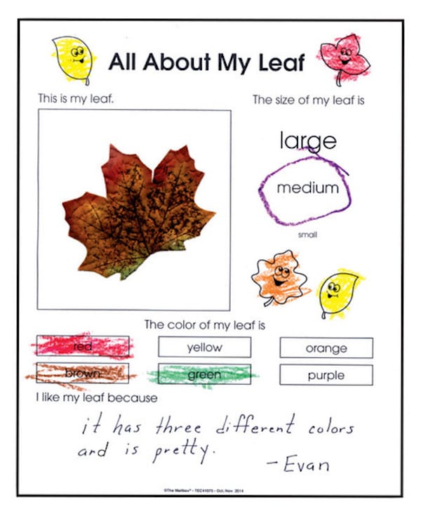 12 Leaf Projects To Teach Great Lessons In Your Classroom