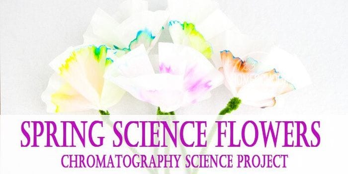 Koffiefilterbloemen verschillende kleuren geverfd met tekst die Lentewetenschap Bloemen Chromatografie Wetenschapsproject