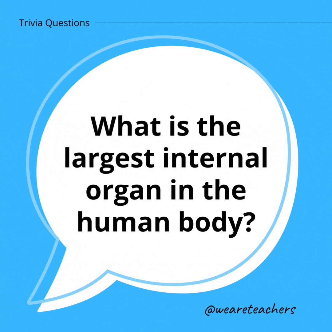 What is the largest internal organ in the human body?