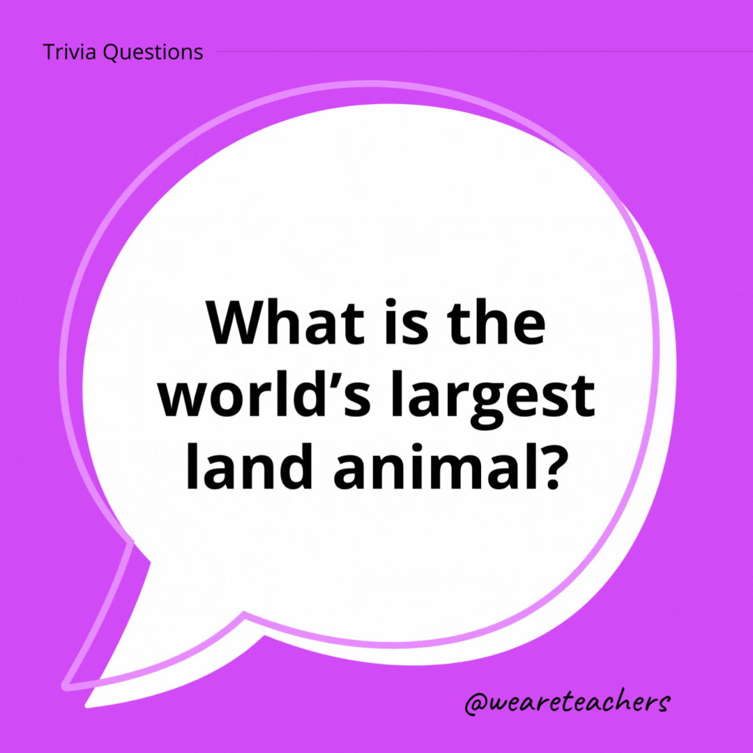 What is the world’s largest land animal?