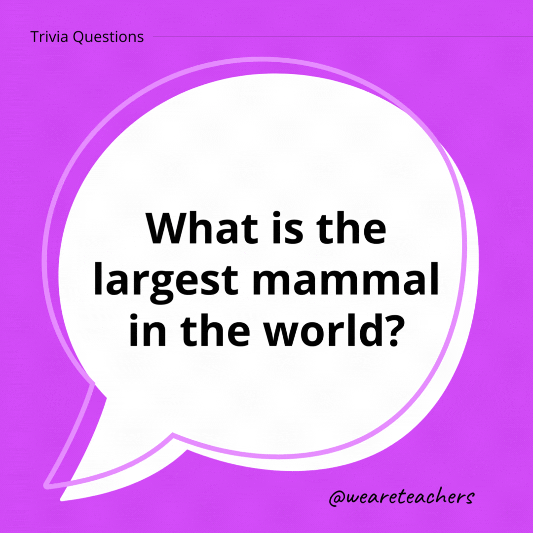 What is the largest mammal in the world?
