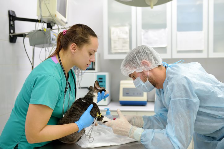 Veterinarian doctors take a blood for test of cat of the breed Cornish Rex in veterinary clinic. Health of pet. Care of animal. Pet checkup, tests and vaccination