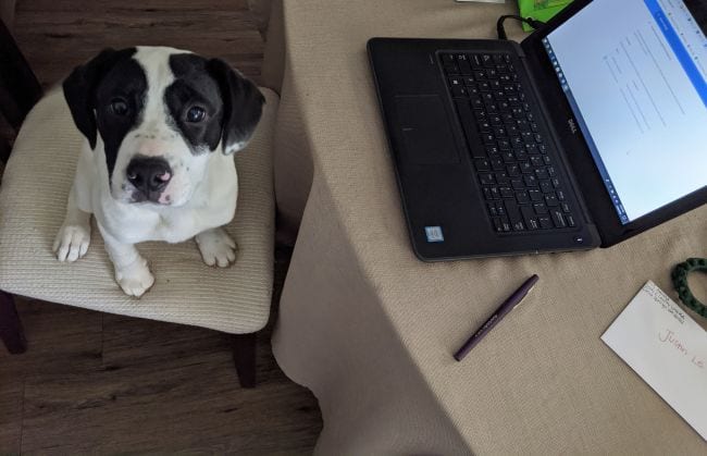 Black and white dog sitting in chair in front of laptop on table