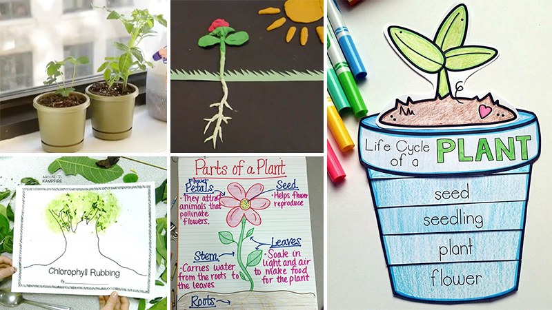 life cycle of a flowering plant diagram for kids