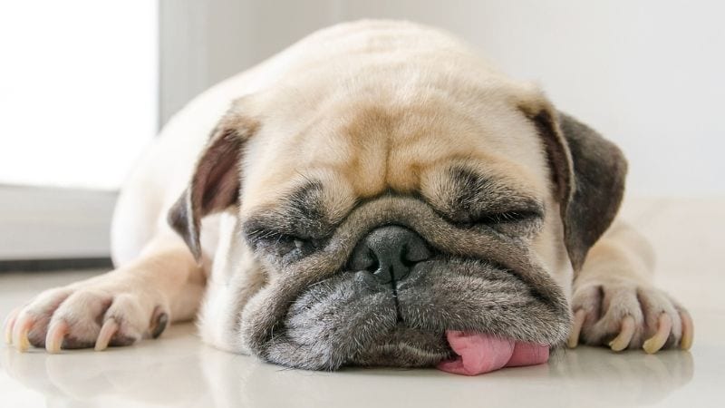 Close up of pug