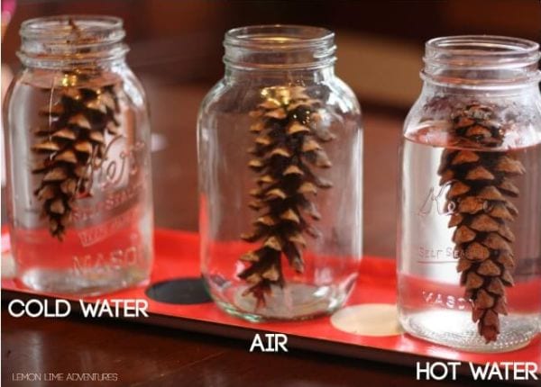 Jars of water with a pine cone in each, labeled cold water, air, and hot water
