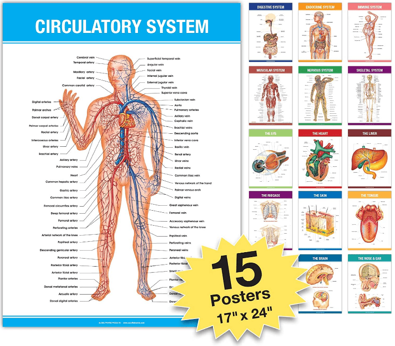 Graphic representing 15 different scientific anatomy posters including the circulatory system, immune system, skeleton, heart, and more.