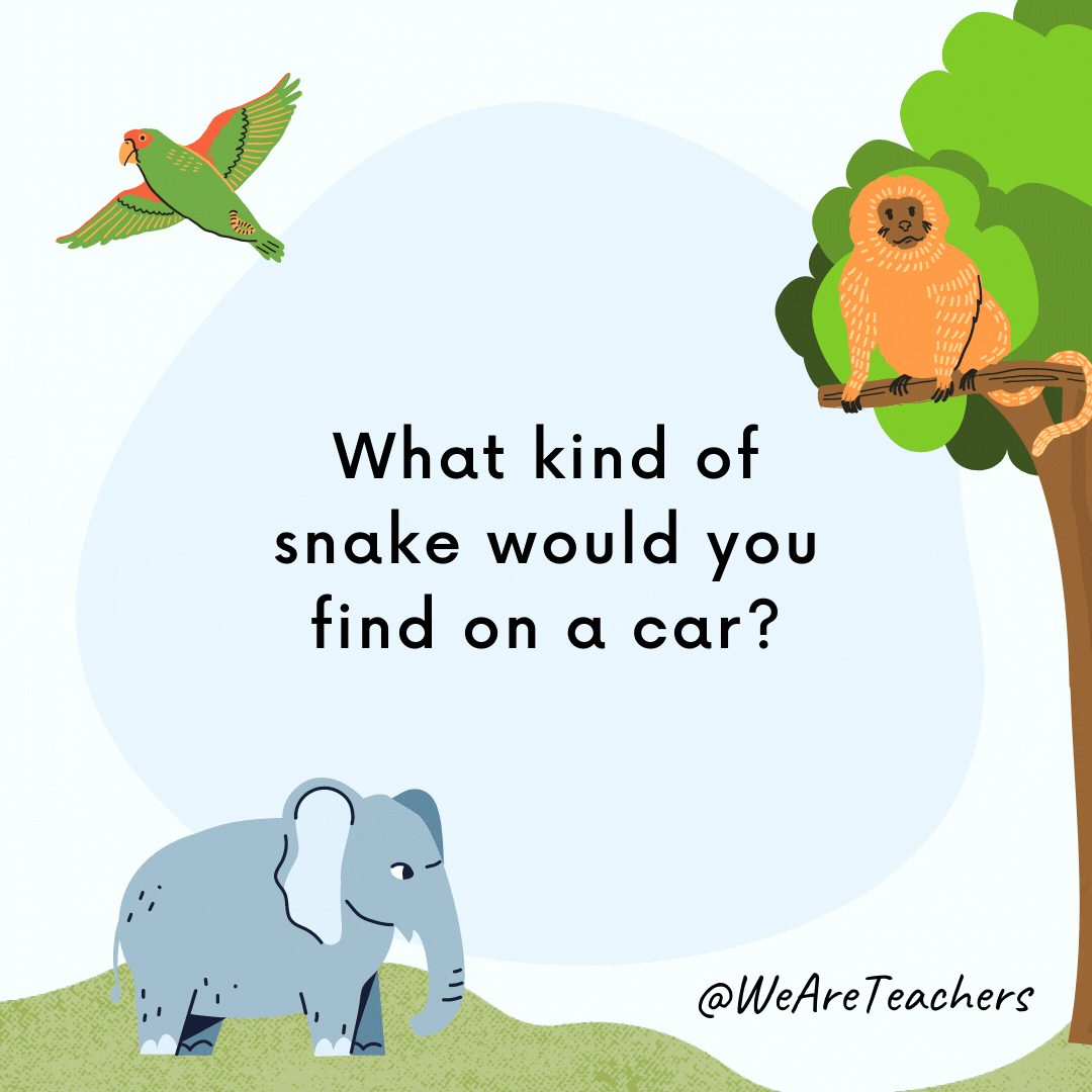 What kind of snake would you find on a car? A windshield viper!