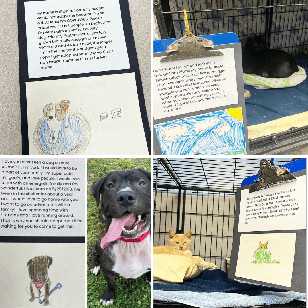 Animal shelter persuasive writing project