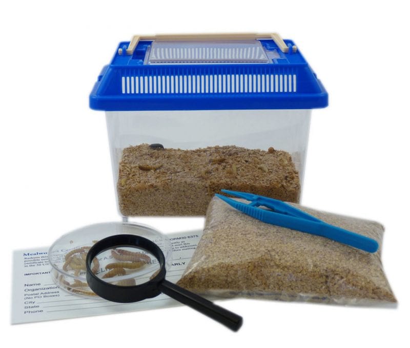 10 Buzz Worthy Creepy Crawly Insect Kits For the Classroom