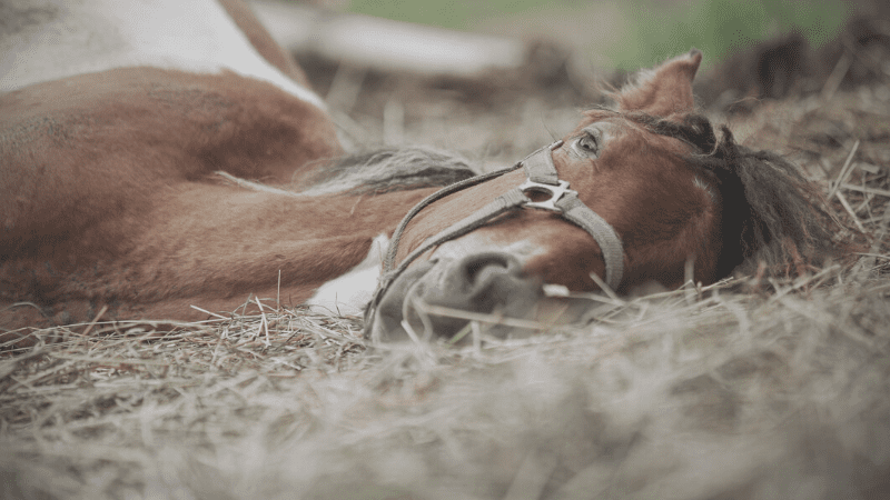 Brown and white horse lying down on a bed of hay
