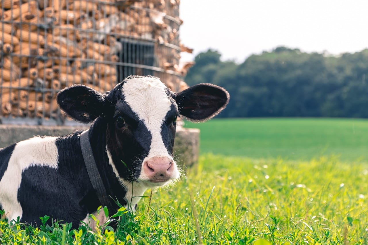 A black and white calf sitting in a field at one of the family dairy farms