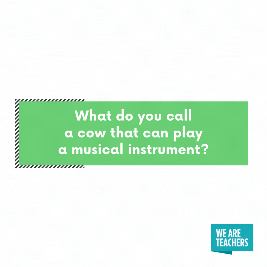 What do you call a cow that can play a musical instrument?