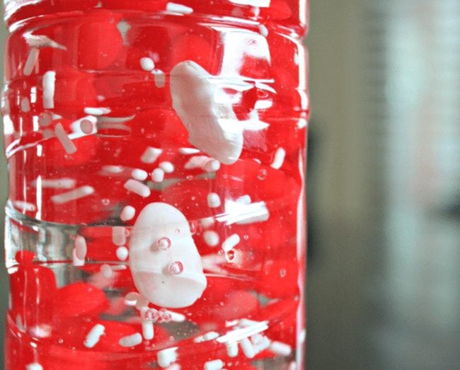 Plastic bottle filled with red and white candies and corn syrup- circulatory system activities