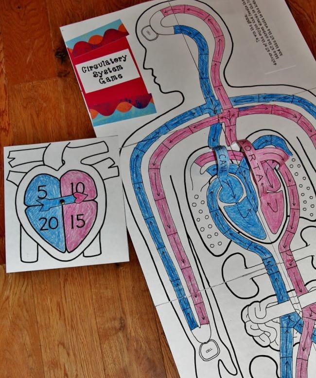 Circulatory system game for kids with model human body and heart spinner (Circulatory System Activities)