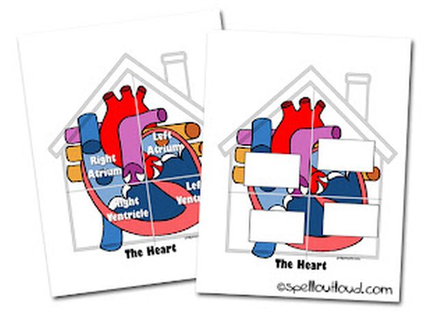 Printable heart model shown as a house (Circulatory System Activities)