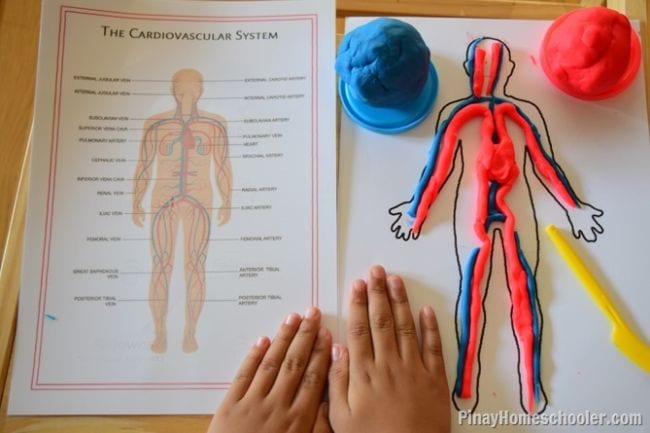 diagram of the circulatory system for 5th grade